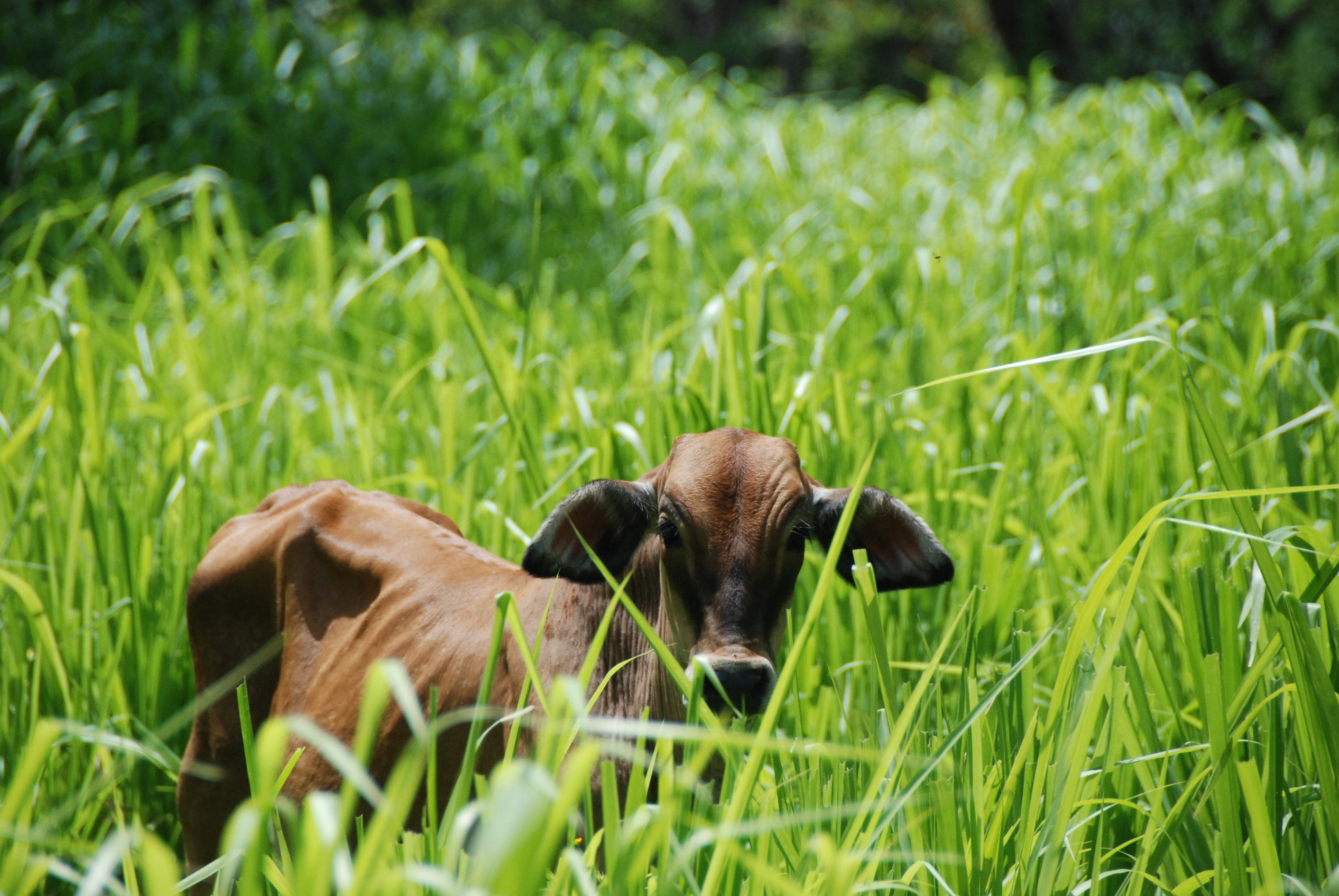 Majella Lensen: Eat grass not meat
